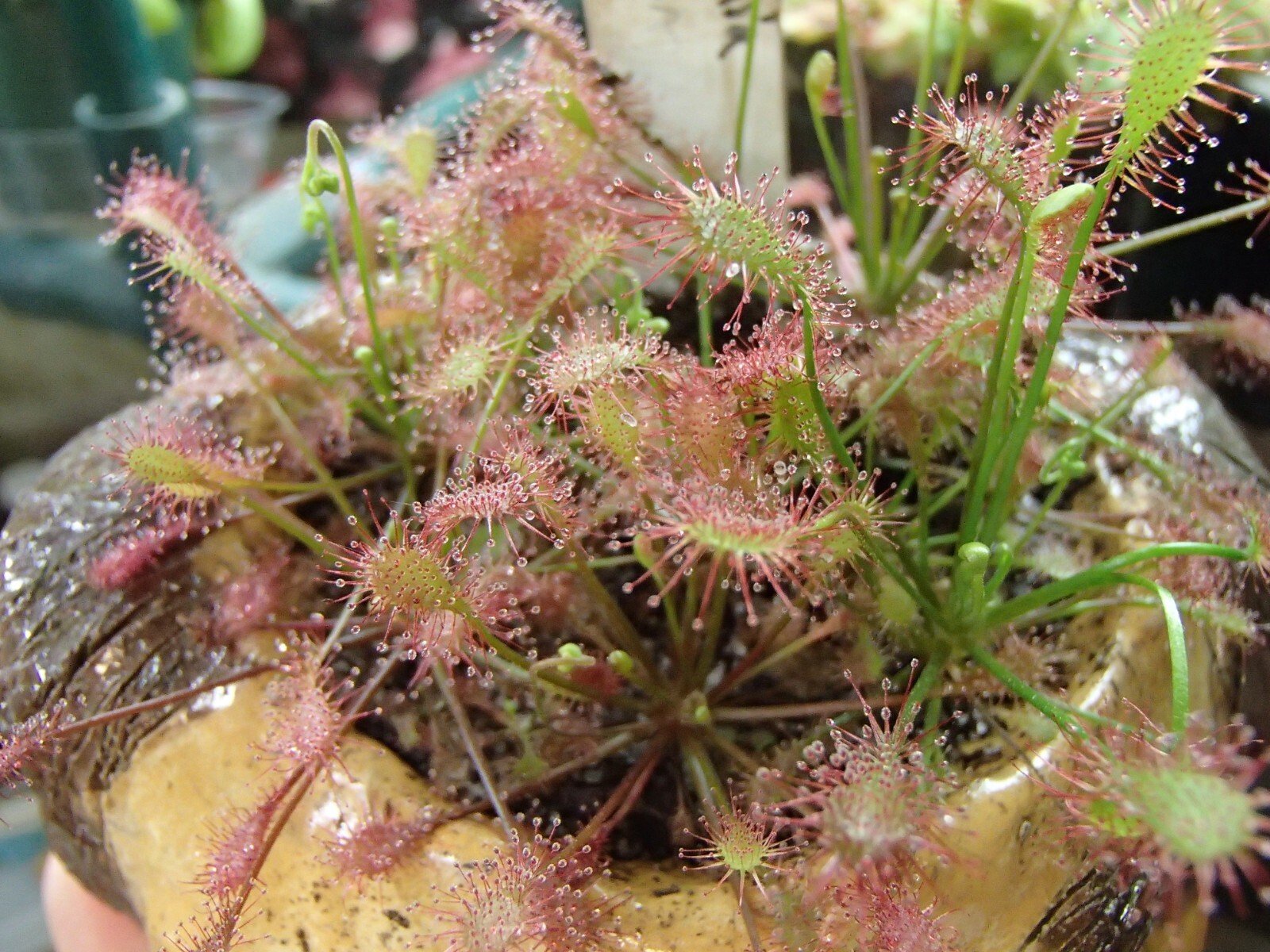 Drosera intermedia “Easton, MA” Carnivorous Plant Seeds