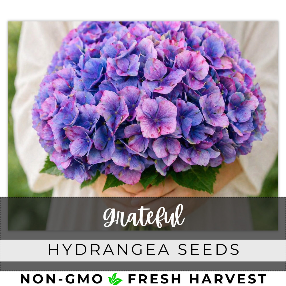 Grateful Hydrangea Seeds 150 Seeds Flower, Flower Seeds, Non GMO