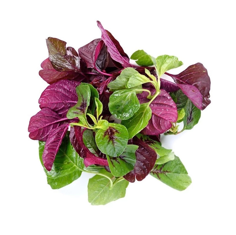 20 Gr (7000 Seeds) Mix Amaranth Seeds (3 Color) for Planting, Mix Amaranth Seeds