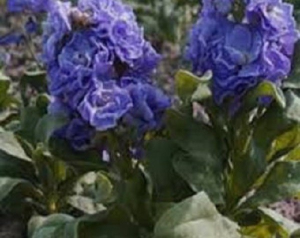 50+ Cinderella Blue Stock Matthiola Evening Scented / Annual Flower Seeds