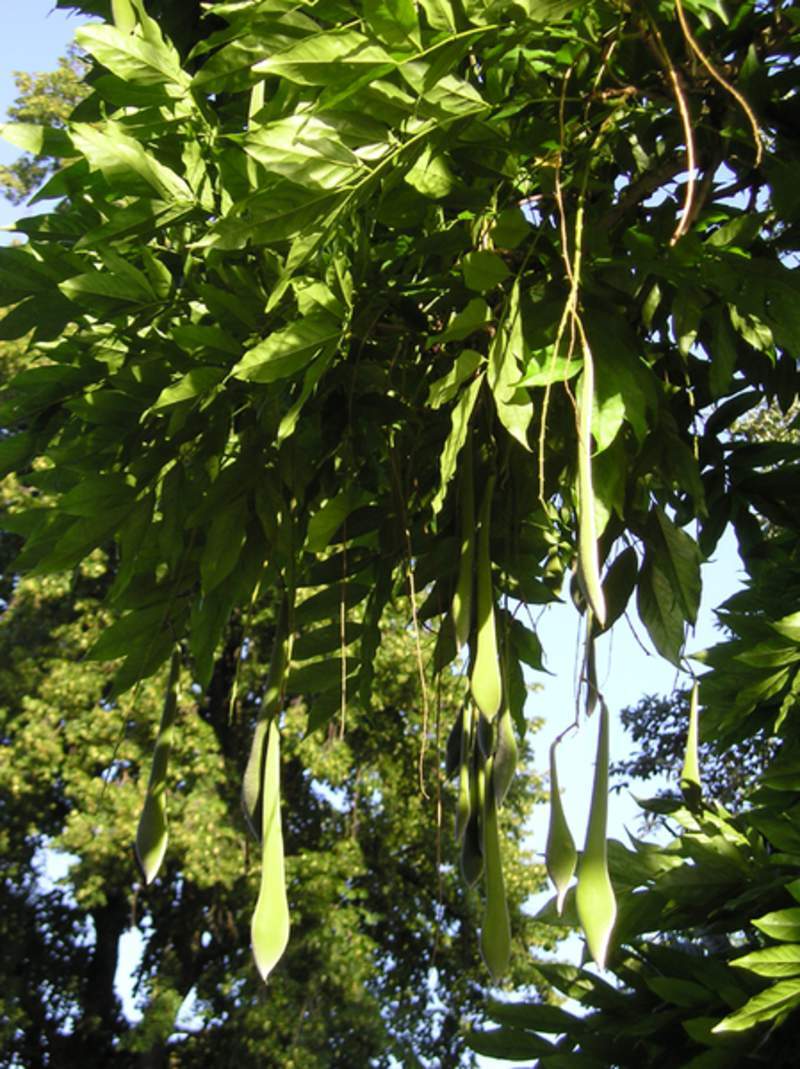 1-1000 PCS Chinese Wisteria Sinensis Tree Seeds Purple Shrub Vine Flower 0140