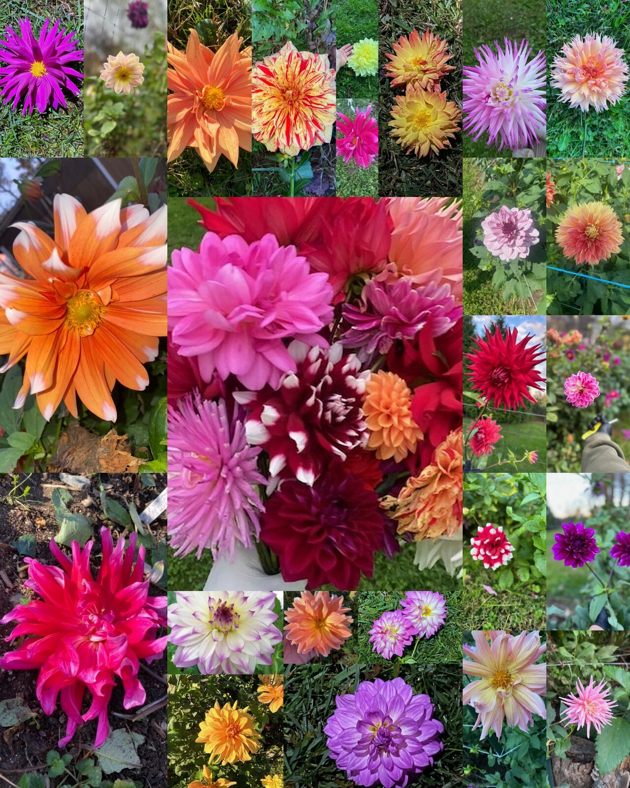 LOT of 10 Small Dahlia Bulbs/Tubers~MIXED COLORS~Mystery Flowers~COMB SHIPPING