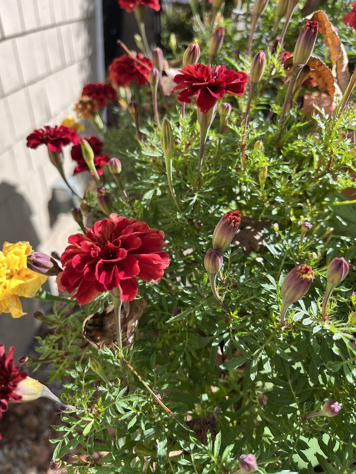 Strawberry Blonde Marigold – 15 seeds