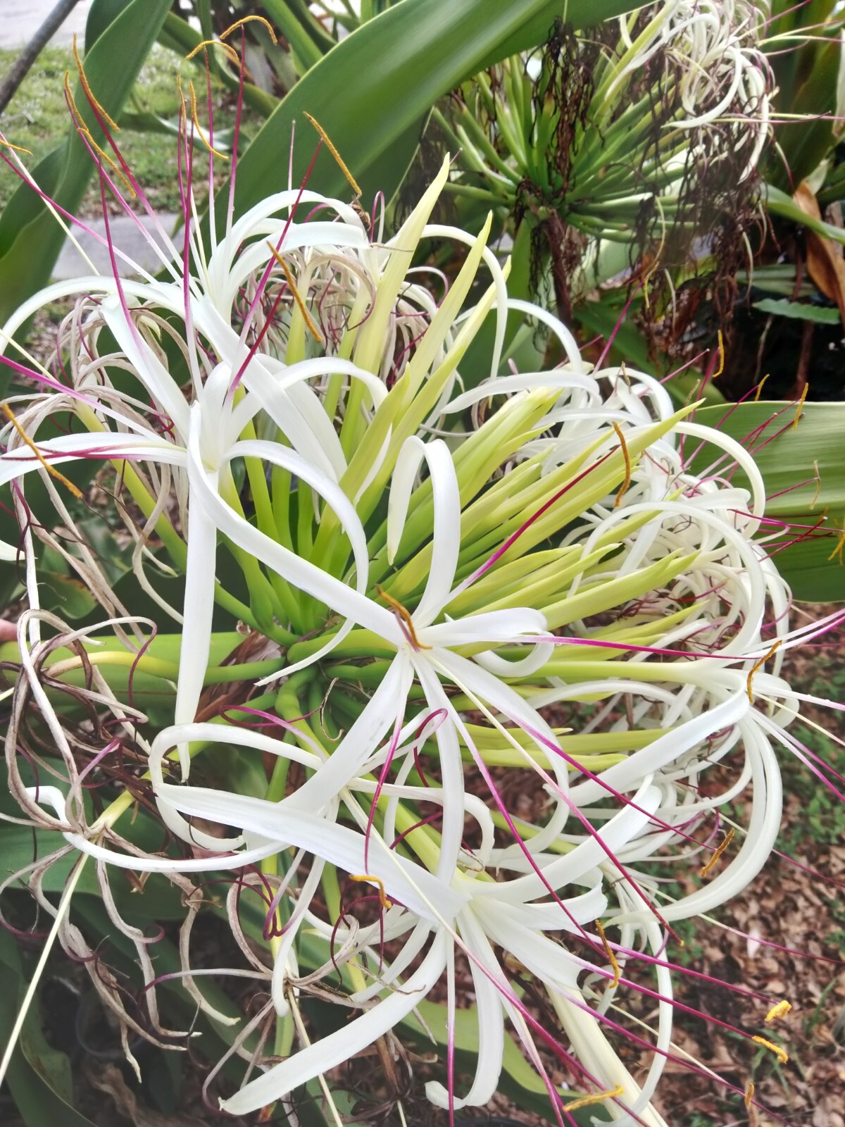 White Spider Lily Bulbs – C. Asiaticum – White Crinum Lily 5 Bulbs – Five