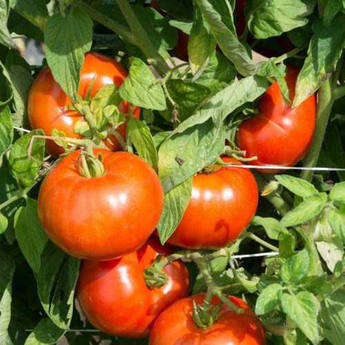 Rutgers Tomato Seeds 50 Ct Vegetable HEIRLOOM NON-GMO USA FREE S&H DETERMINATE
