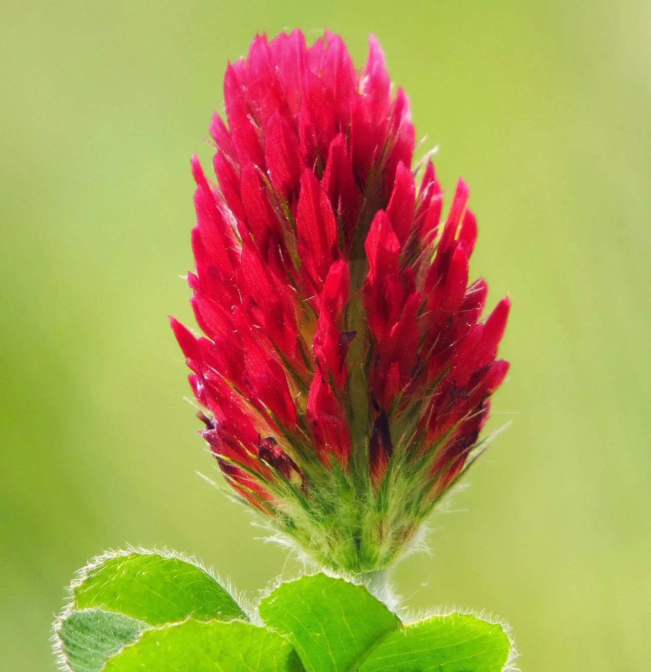 Crimson Clover Seeds | USA Garden Flower Blood Red Cover Winter Annual Seed 2024