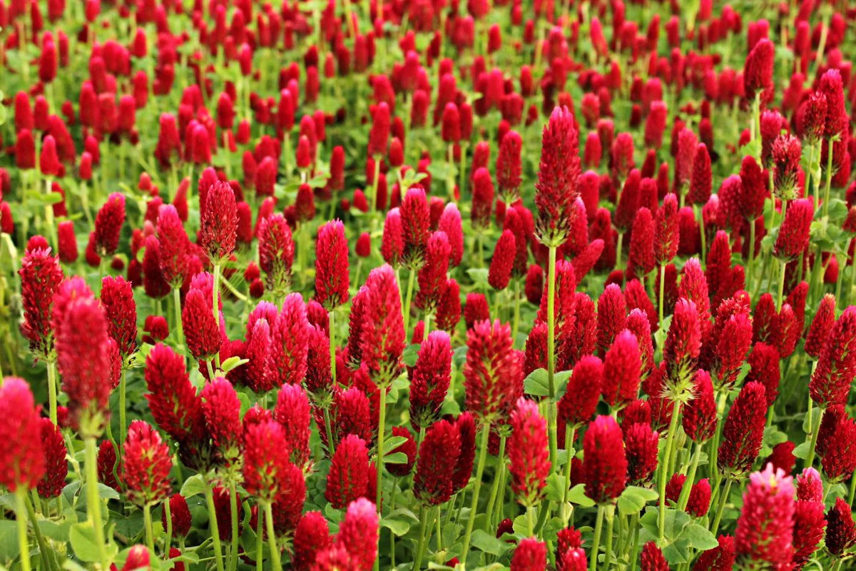 Crimson Clover Seeds | USA Garden Flower Blood Red Cover Winter Annual Seed 2024