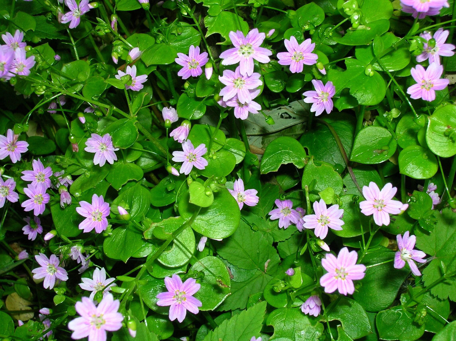 20 SIBERIAN SPRING BEAUTY Claytonia Sibirica Purslane Pink Shade Flower Seeds