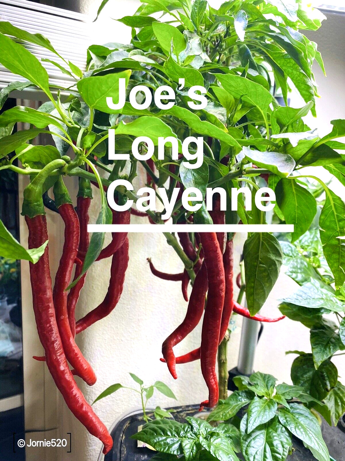 RARE✿ Joe’s Long Cayenne Pepper 15 Seeds ●Extra Long Pods