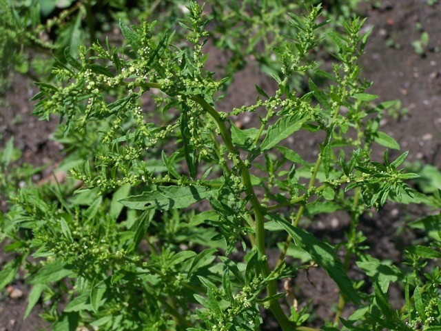 250 Epazote Seeds – Chenopodium Ambrosoides – Dysphania ambrosioides