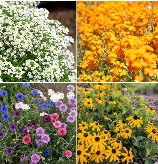 Birds, Bees, Butterflies – 22 Species Pollinator Mix Flower Seeds | Variety Seed