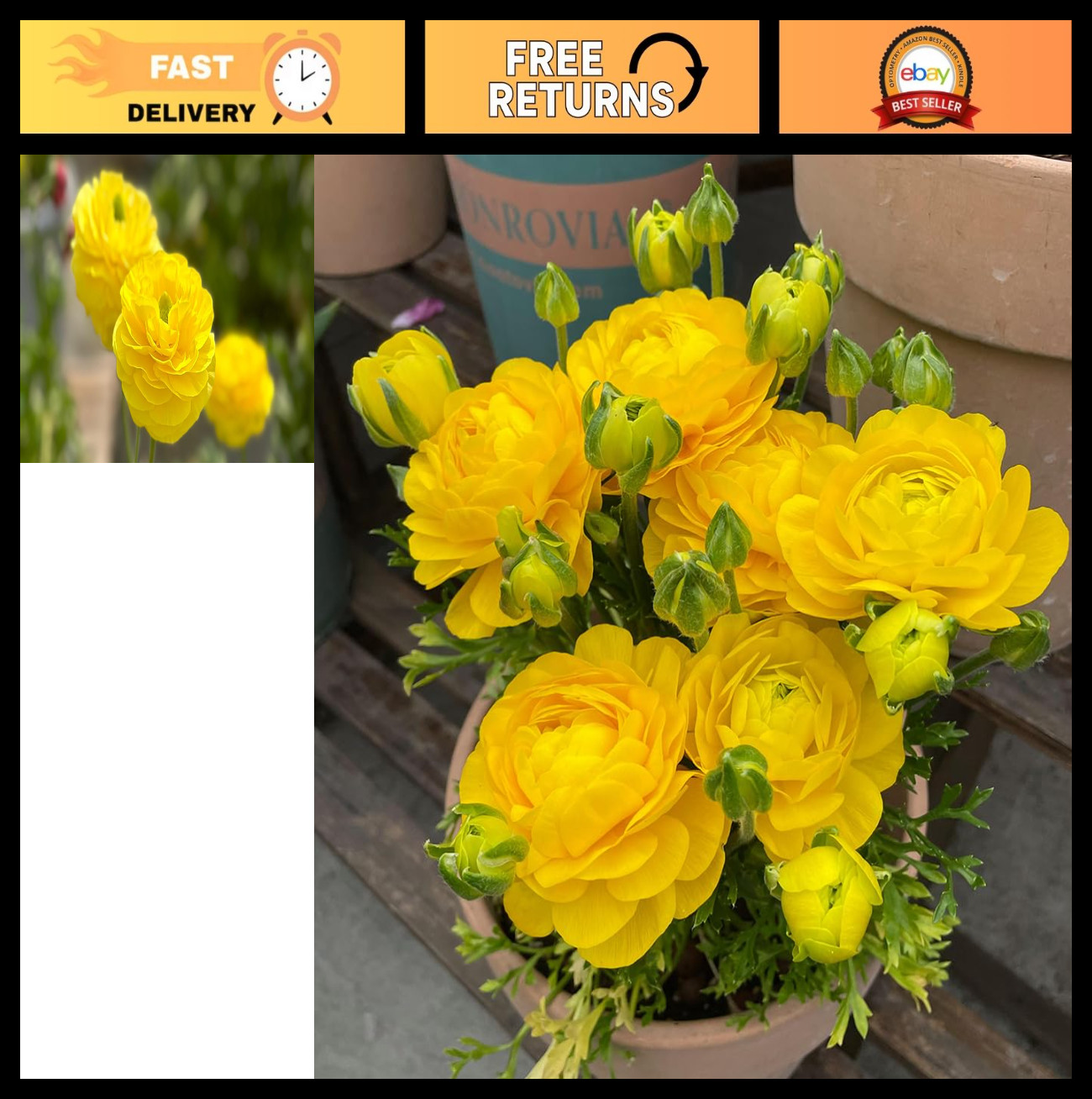 15pcs Mixed Peony Ranunculus Flower Bulbs – Vibrant Garden Blooms for Planting