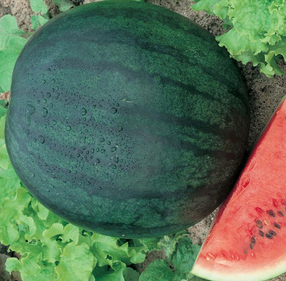 30+ Sugar Baby Watermelon Seeds