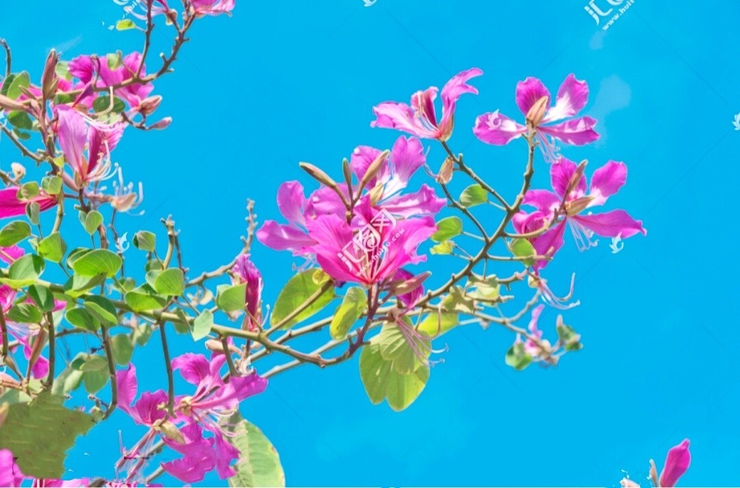 10 Bauhinia Orchid Seeds Butterfly Cercis Fragrant Bonsa Blakeana purpurea Free