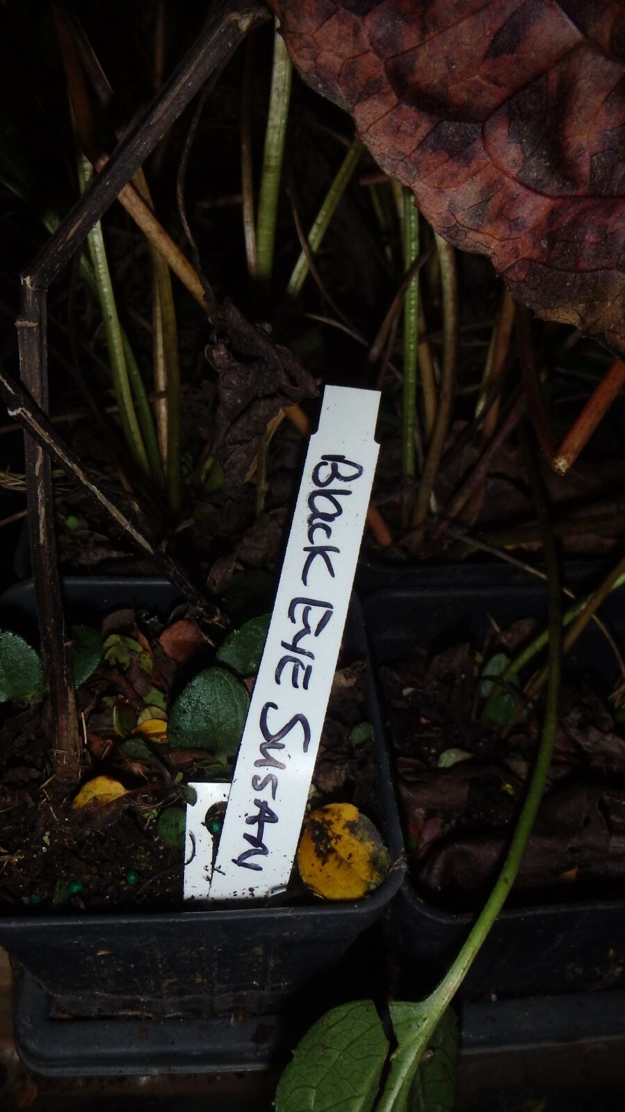 One Black Eyed Susan Rudbeckia Fulgida 1 year old dormant plant