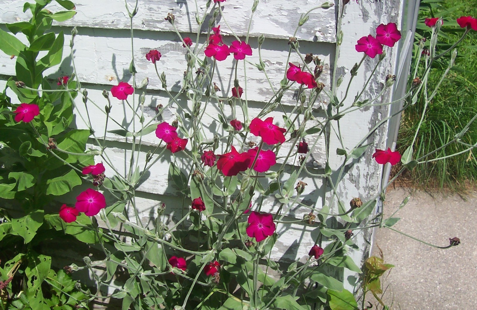 Rose Campion Seeds. 50 seeds. Perennial Flower.