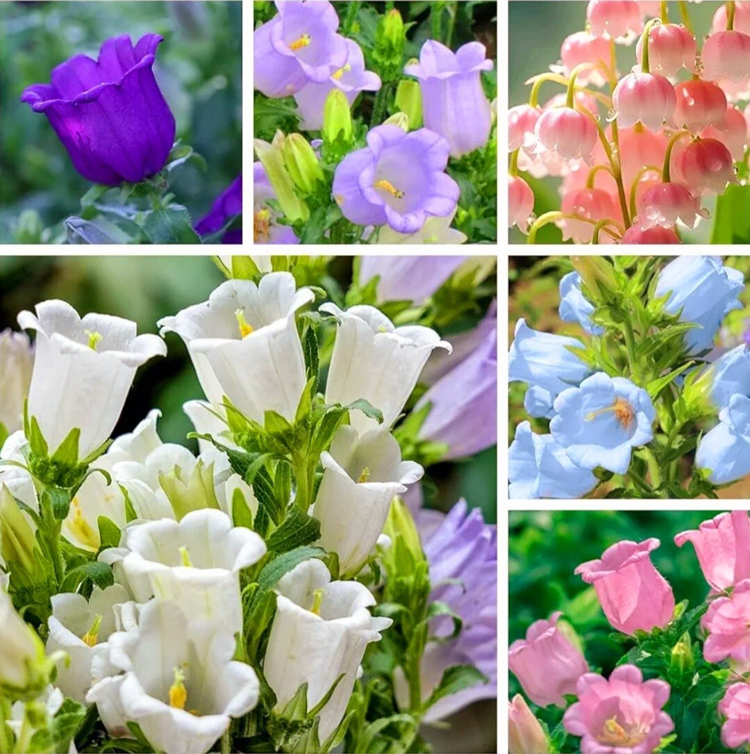 1200 Canterbury Bells Seeds, Campanula RainbowFragrant Deluxe Faerie Queen Pink