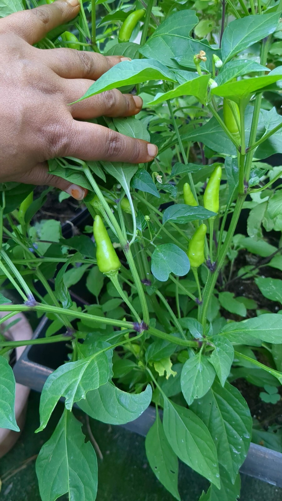 50 Thai Hot Pepper 250 mg Seeds