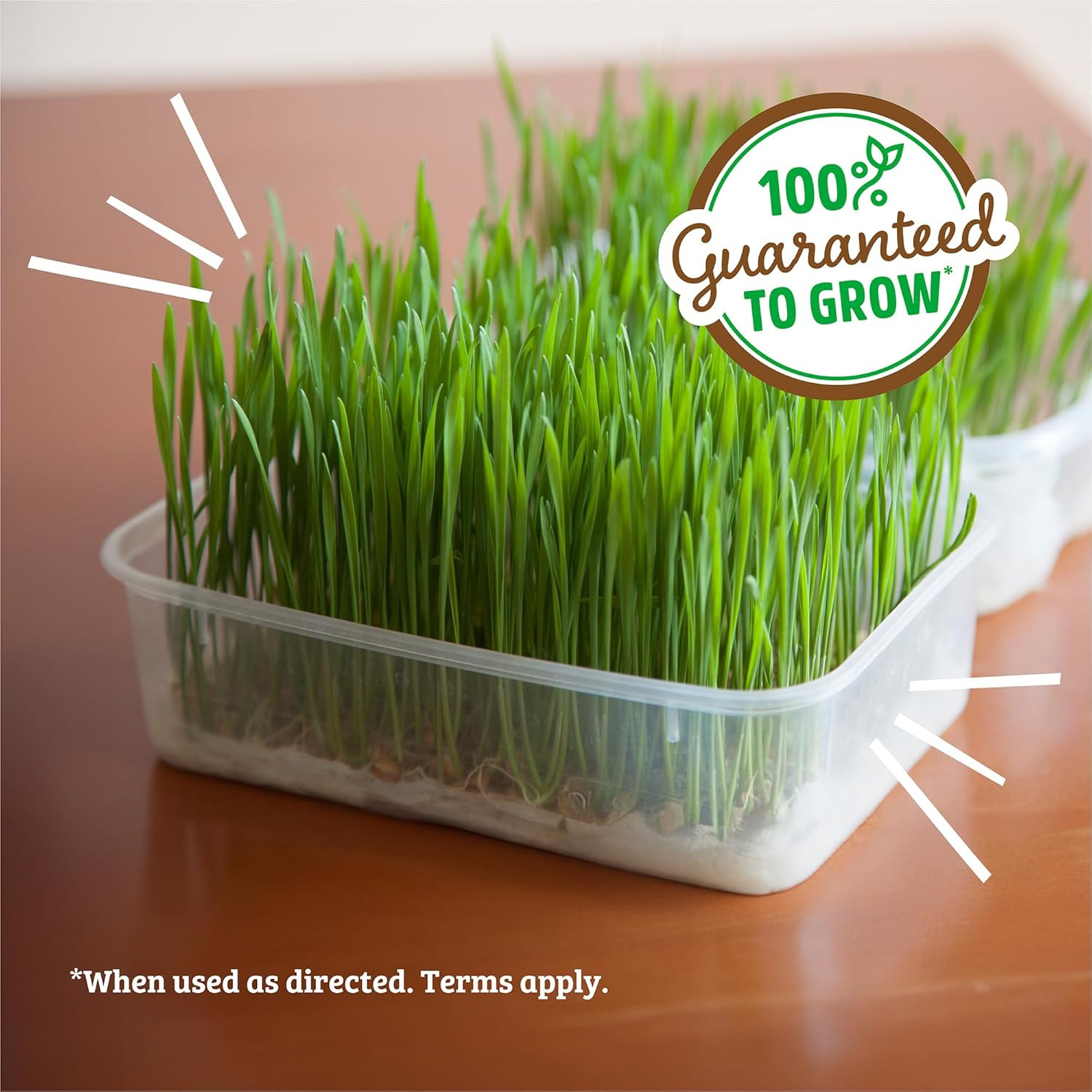 100% Organic Wheatgrass Seeds | 1 Pound Non-Gmo | Nutrient