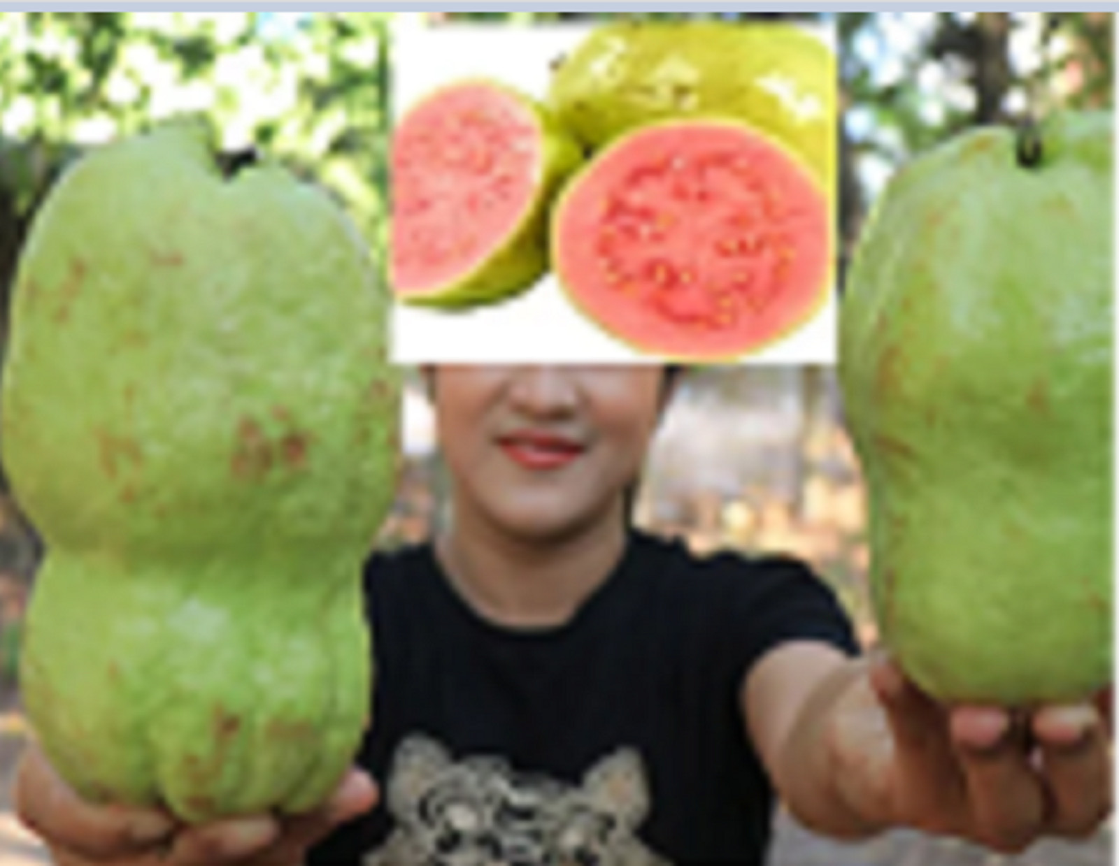 RARE GIANT GUAVA Fruit plant Tree 10 SEEDS – Combined Shipping ( USA seller )