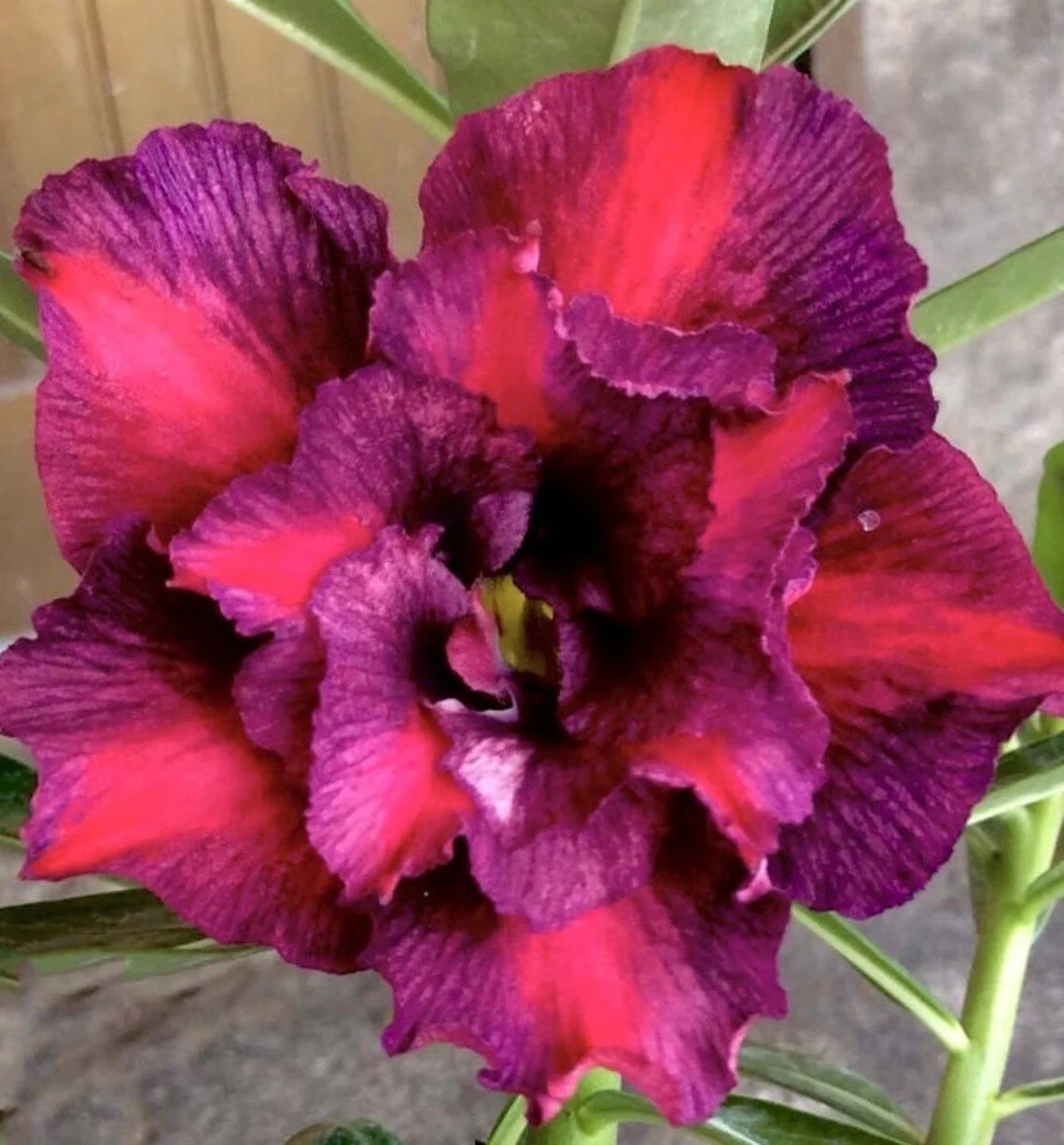 4 Fushia Magenta Desert Rose Seeds Adenium Obesum Flower Perennial Seed US SELL