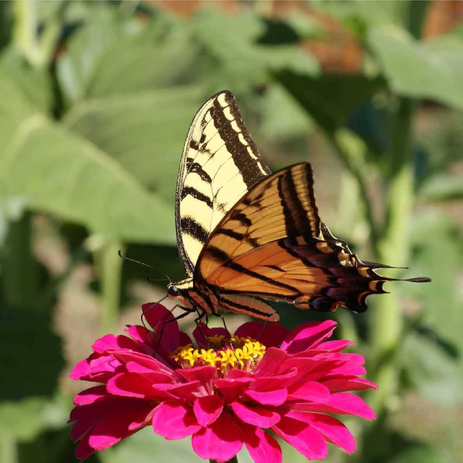 Zinnia for Planting Outdoors – ~1,500 Lilliput Semi-Dwarf Zinnia – Dazzling 1-