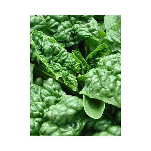 Spinach Bloomsdale Great Heirloom Vegetable By Seed Kingdom 1 Lb Seeds