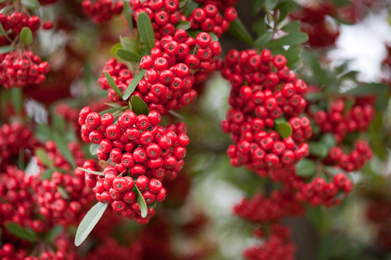 200+ Scarlet Firethorn Seeds – Pyracantha coccinea, Fast, Hardy, Showy Hedge