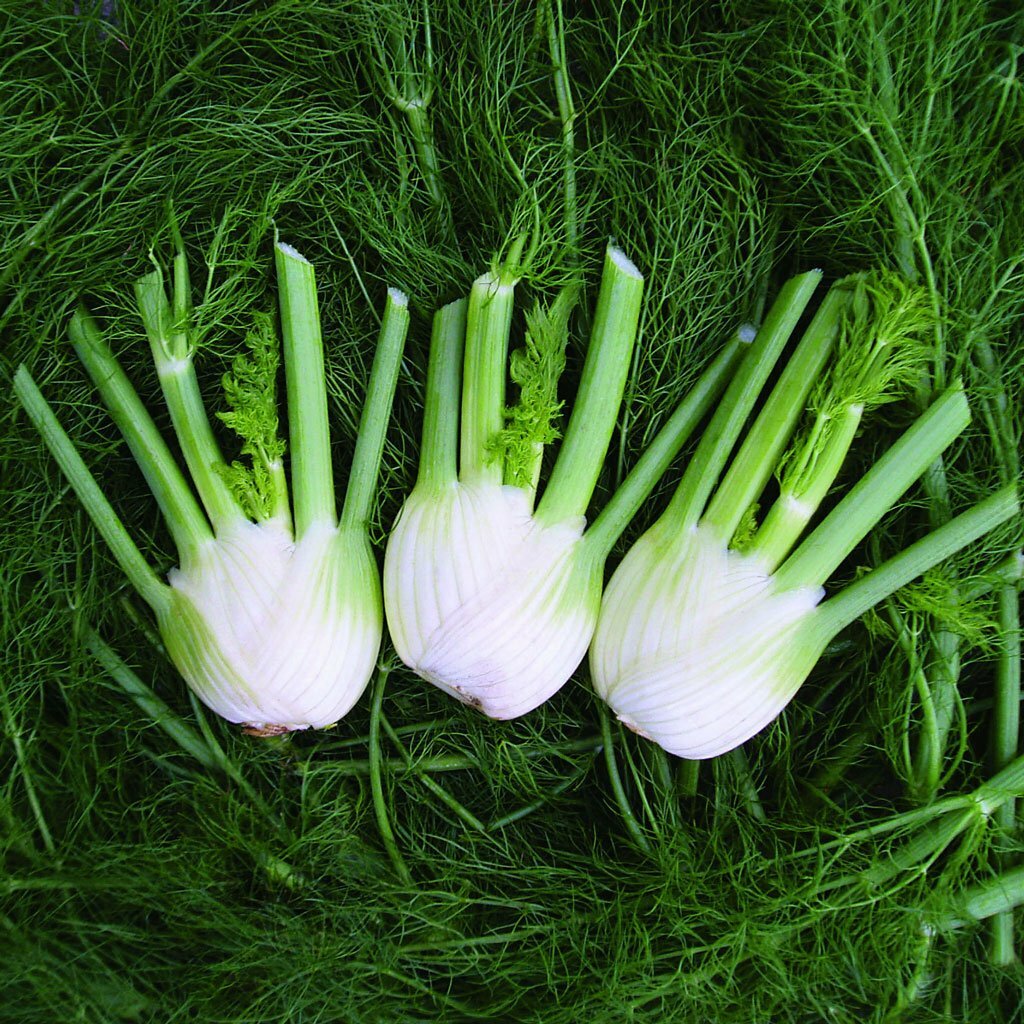 Fennel Florence HEIRLOOM 300+ Seeds 100% Organic Non GMO Grown In USA