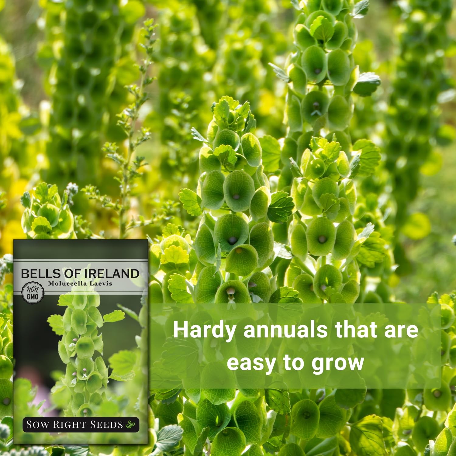 Sow Right Seeds – Bells of Ireland Flower for Planting – Unique green