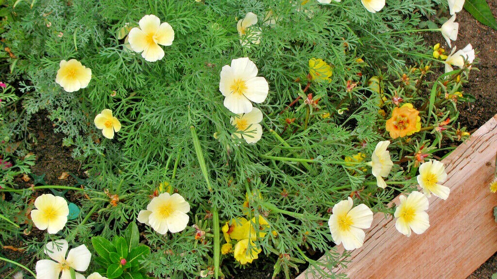 1001+WHITE Linen CALIFORNIA POPPY Flower Seed Native Wildflower Garden Container