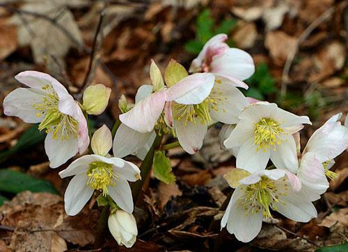Helleborus niger | Black Hellebore ‘White Christmas’ | 5 Seeds