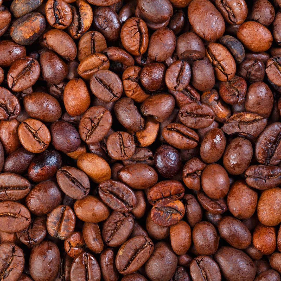 Fresh Premium Arabica Coffee Plant Seeds | 10 Seeds | Heirloom Non-GMO | Coffee
