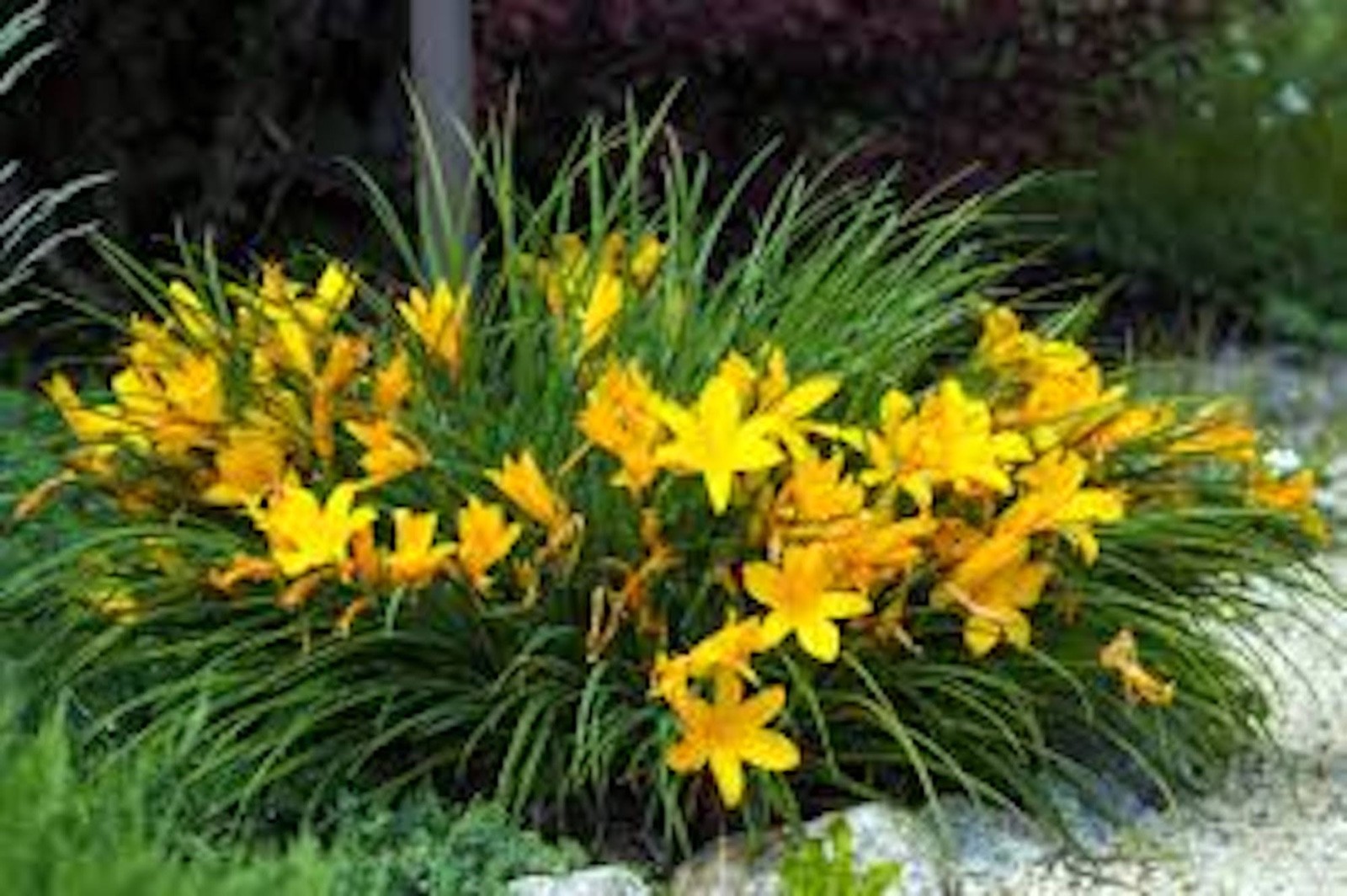3 Stella de Oro Daylily Hemerocallis Golden Yellow Daylily Bare root
