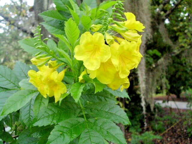 20 YELLOW BELLS SEEDS ( ESPERANZA ) – Tecoma stans
