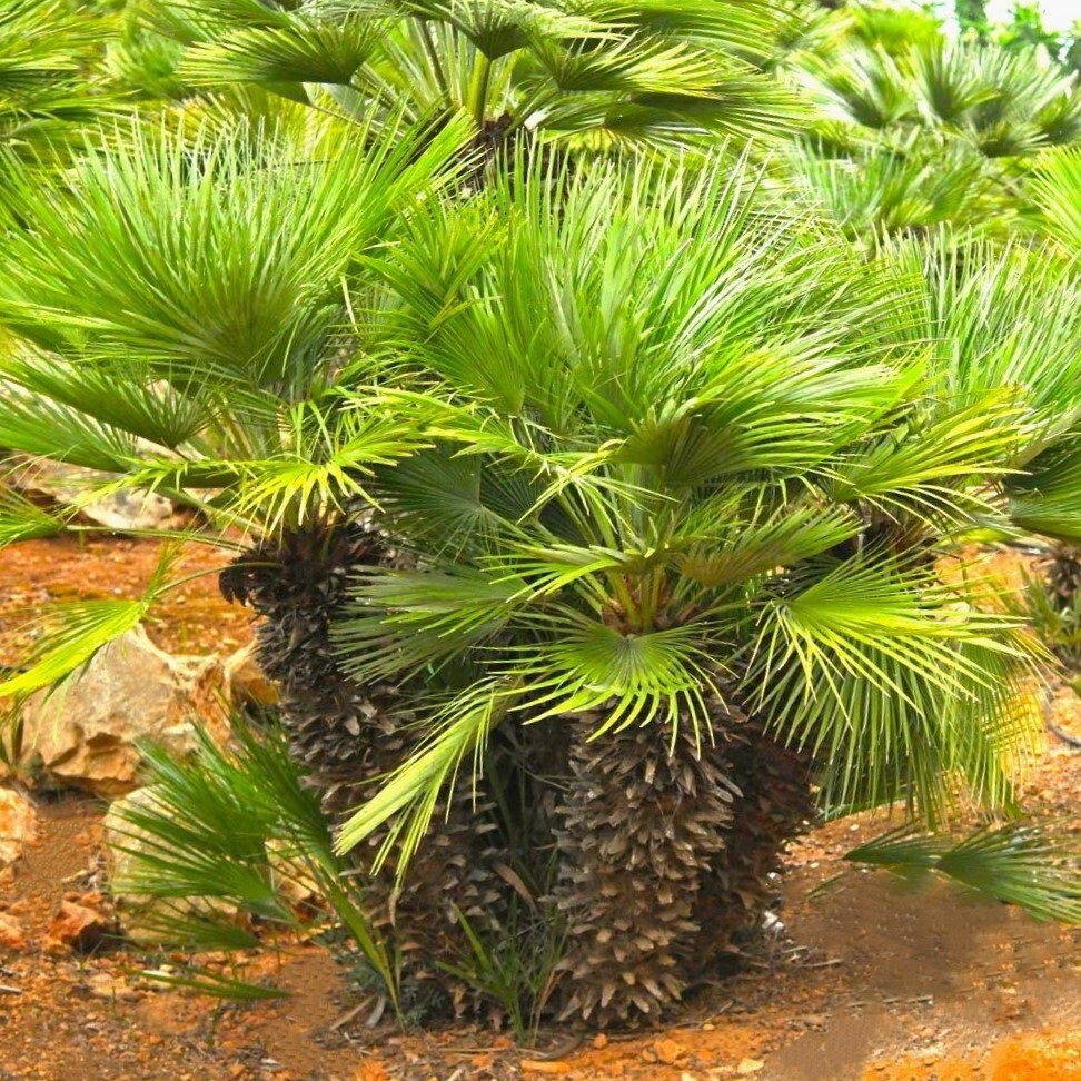 European Fan Palm Tree Seeds |Chamaerops Humilis Palmito Seed 2025 Fast Shipping