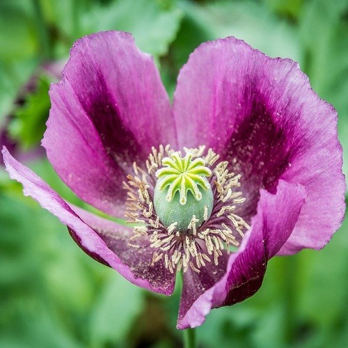 Imported Hungarian Poppy Garden Pack Over 10,000 Seeds 80+ Square Feet Coverage