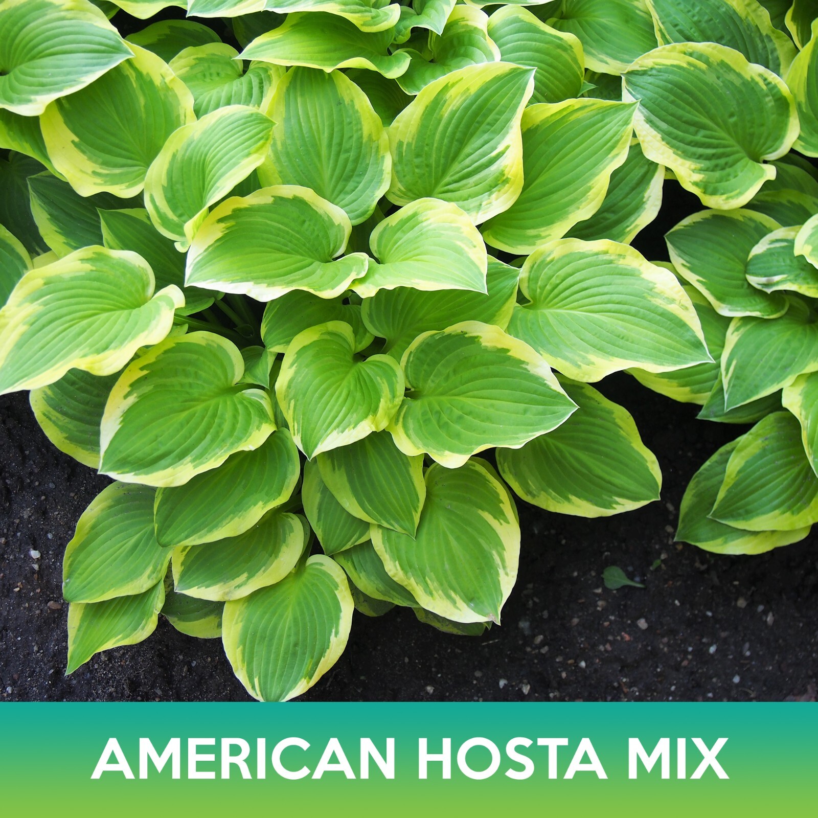 American Hosta Mix Seeds, Combined Shipping on 500+ Seed Varieties!