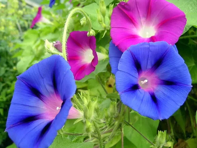IPOMEA PURPUEA Mix Tall MORNING GLORY FLOWER VINE SEEDS Fast Hardy Climber Plant