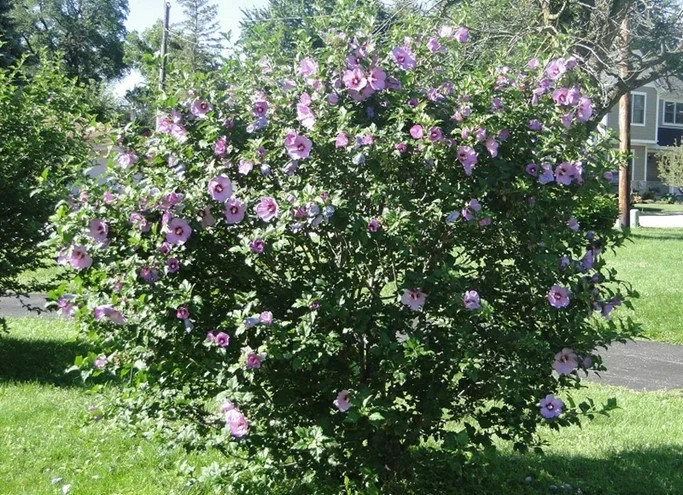 Minerva Hibiscus, Rose of Sharon, Purple Flowers 1 Live Plant in 3.5 Inch Pot