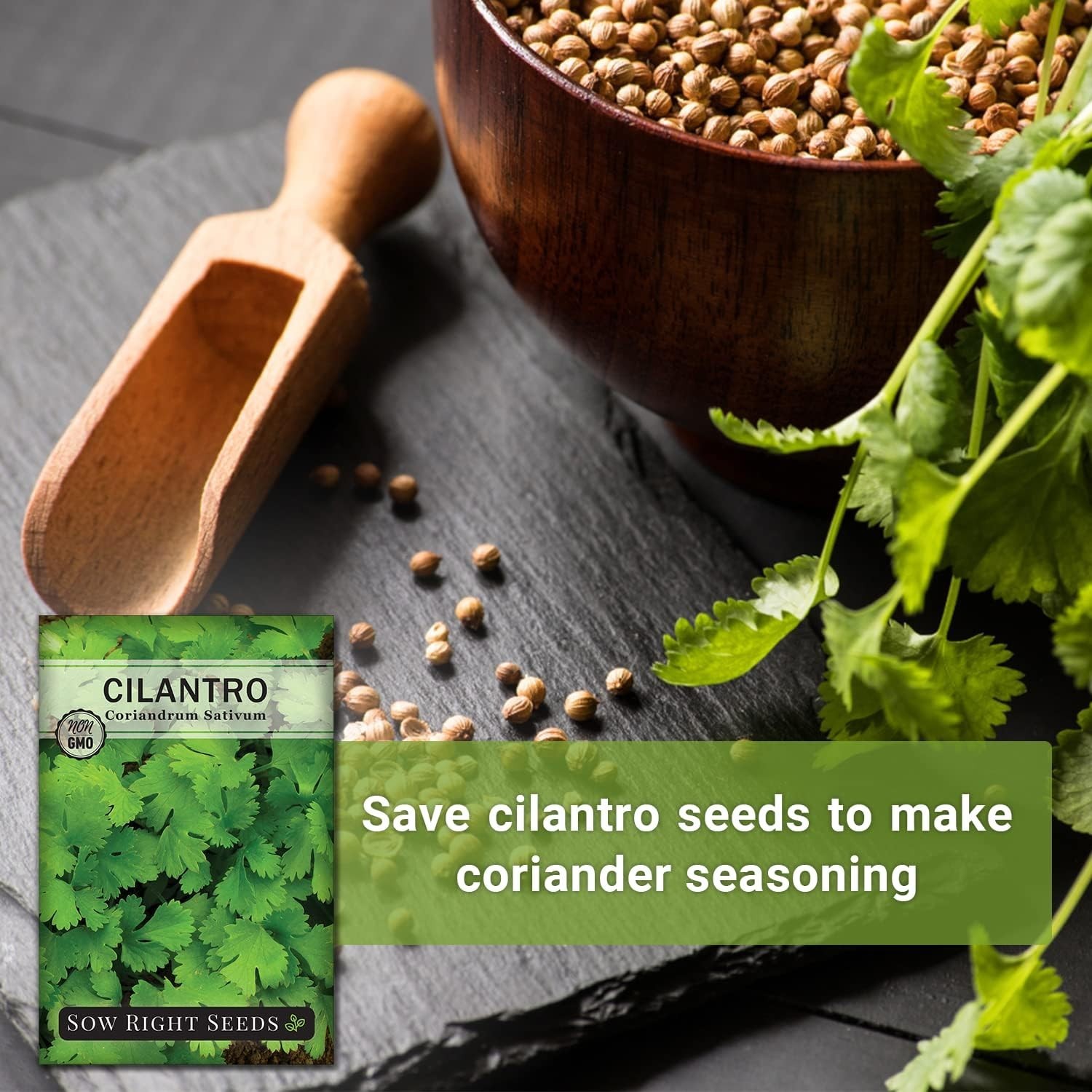 Heirloom Cilantro Seeds Non GMO Indoor Outdoor Planting Packet with Instructions