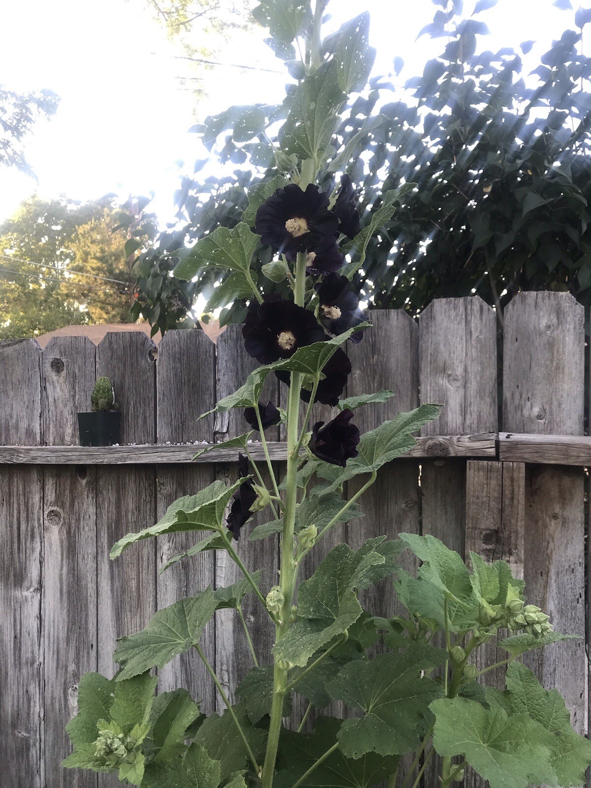 25 Hollyhock SEEDS BLACK DARK PURPLE “the Watchmen” Heirloom￼￼ Variety Seeds