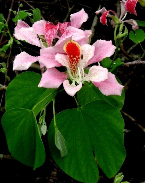 Pink Orchid Tree Seeds (Bauhinia monandra) Tropical Butterfly Flower Plant RARE!