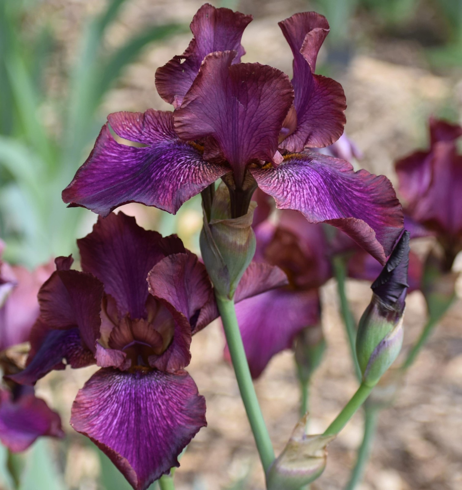 ‘De Nile’ AB Bearded Iris Rhizome PRE-SALE to Ship Aug/Sept