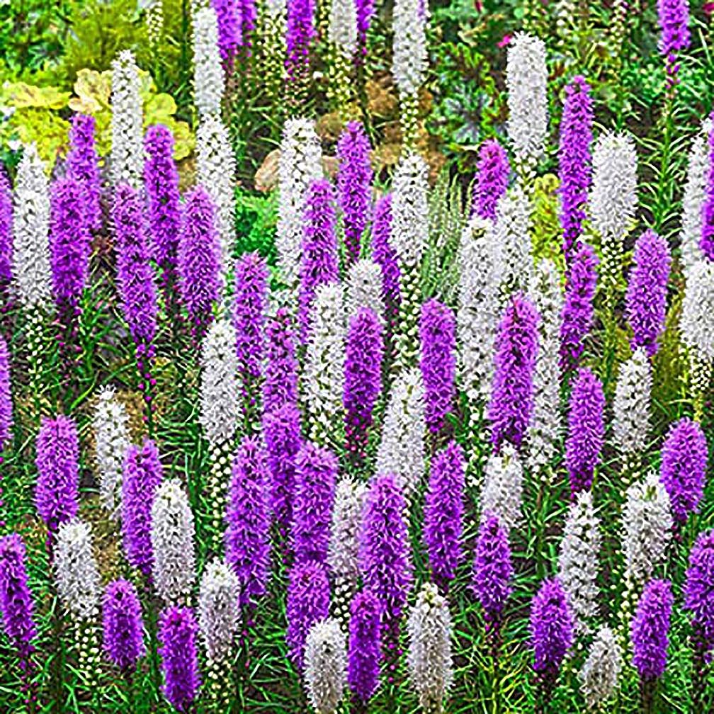 White Liatris Spicata – 5 Bulbs, Blazing Star Plant, Elegant Perennial Liatri…