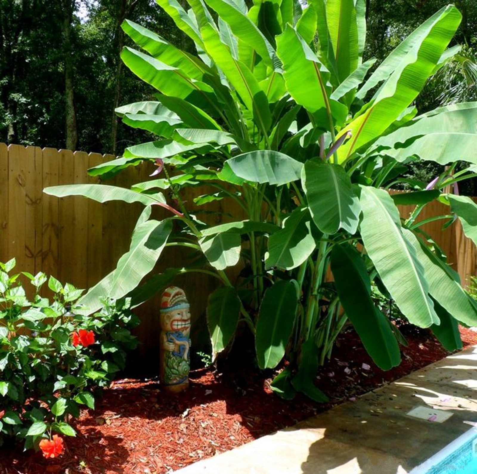 Banana Tree Seed Mix – Dwarf Pink Musa velutina & Dwarf Acuminata Tropical Fruit
