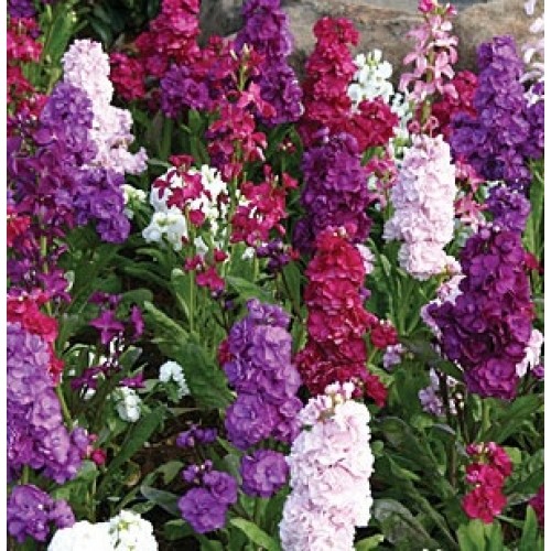 50+ Evening Stock Matthiola Flower Seeds Mix / Reseeding Long Lasting Annual