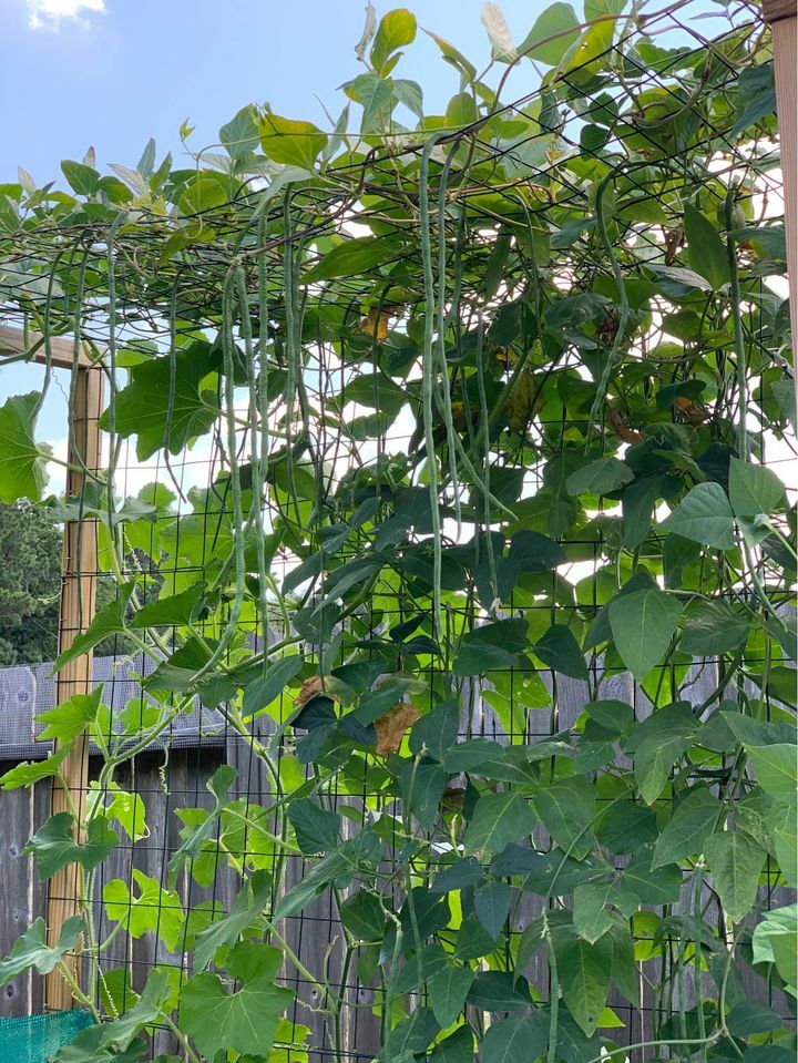 4 X Packs of Pole Yard Long Bean- Snake Bean Seeds – Heirloom- Non-GMO.