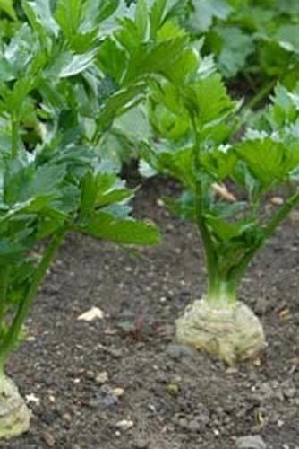 Celeriac Giant Prague Heirloom Vegetable By Seed Kingdom 200 Seeds