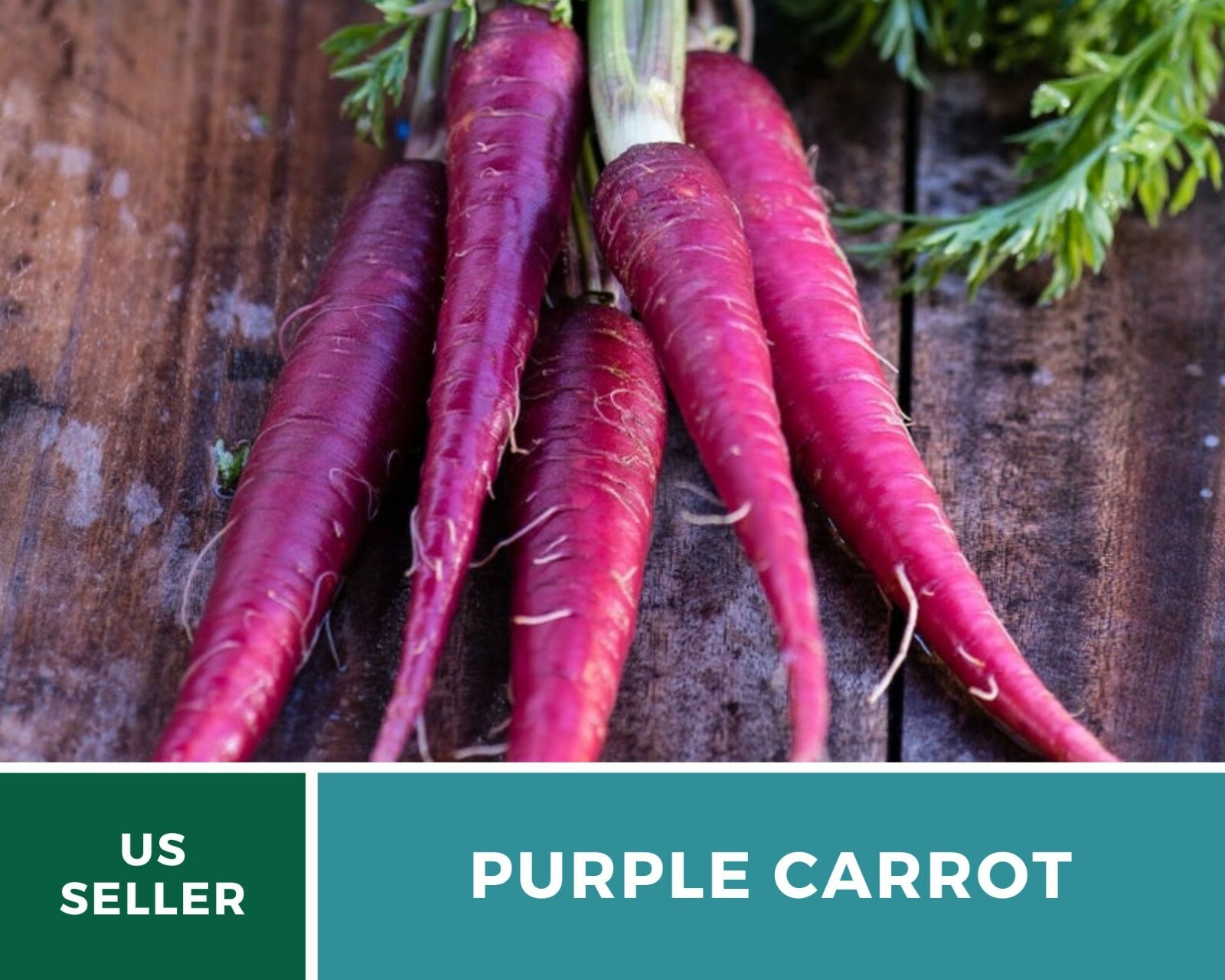 Carrot, Cosmic Purple – 250 Heirloom Seeds – Non-GMO (Daucus carota var stativus